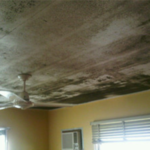 Mould Removal