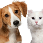 Odour Neutralisation